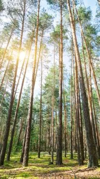 Summer landscape in a pine forest. Wild place. Stock Photos