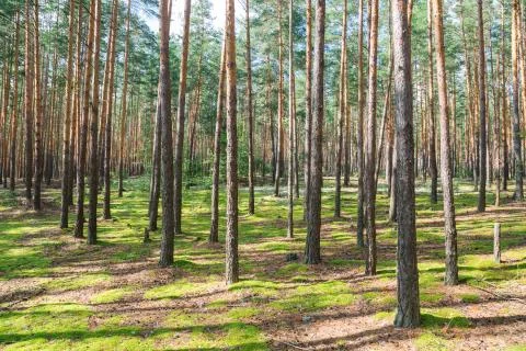 Summer landscape in a pine forest. Wild place. Stock Photos
