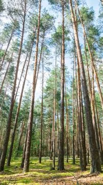 Summer landscape in a pine forest. Wild place. Stock Photos