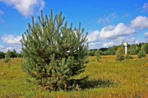 Summer landscape with pine tree Foto stock
