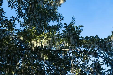 Summer landscape. Poplar fluff is to blame for allergies, summer begins with  Stock Photos