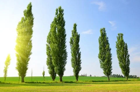 Summer landscape with poplars Stock Photos