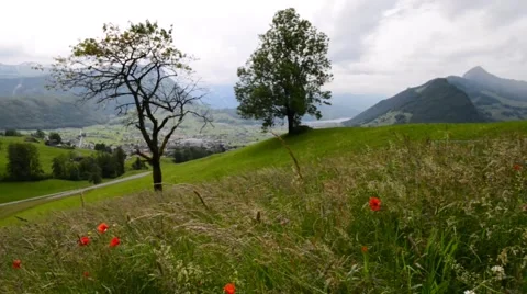 Summer landscape with poppies. Stock Footage 64993024