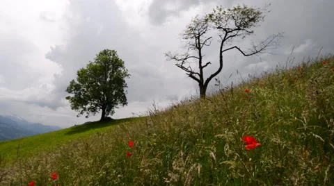 Summer landscape with poppies. Stock Footage 64993093