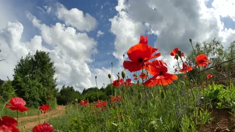 Summer landscape with red poppies flowers in green meadow Stock Footage