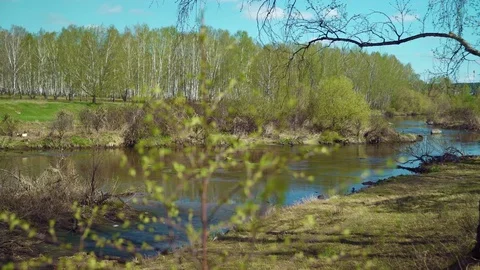 Summer landscape with a river and trees Stock Footage 75467694