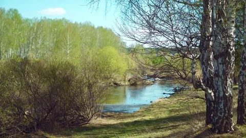 Summer landscape with a river and trees Stock Footage 75468161