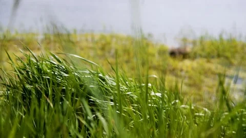 Summer landscape on the river bank 動画素材 204153403
