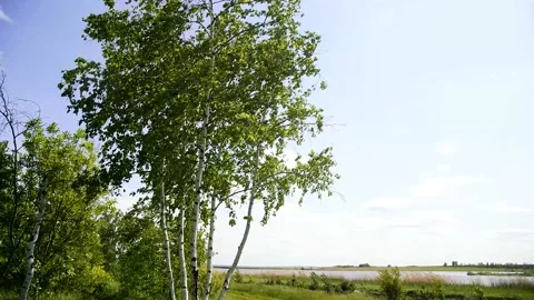 Summer landscape on the river bank 動画素材 204153433
