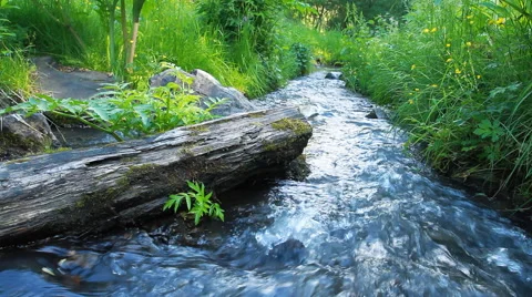 Summer landscape with river Stock Footage 40313519
