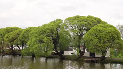 Summer landscape on the river, green trees and willows reflecting in the water Stock Footage 274578801