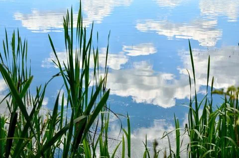 Summer landscape with a river Foto stock