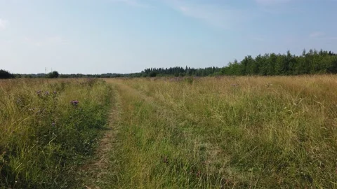 Summer landscape road in the field Video stock 156998925