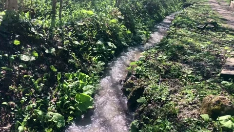 Summer landscape of a small forest river Stock Footage 308105287