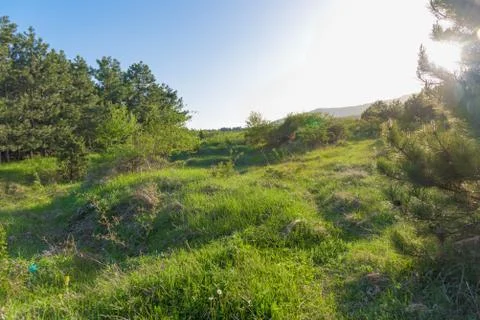 Summer landscape with sun light Stock Photos