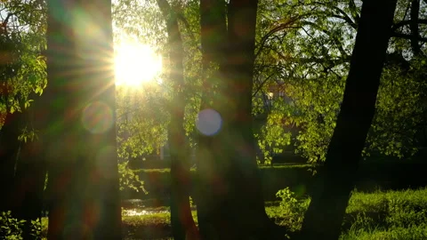 Summer landscape, sun rays at sunset through the trees and foliage Stock Footage 274455189