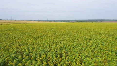Summer landscape with sunflowers. Stock Footage 342538613