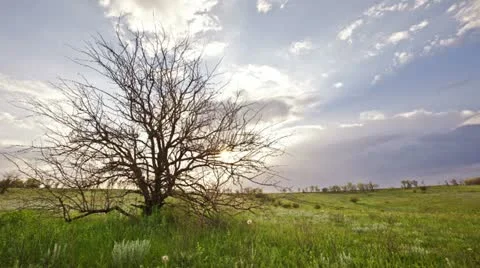 Summer landscape - sunset Stock Footage 11129733