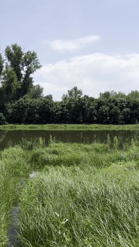Summer landscape with tall green grass Stock Footage 346184103