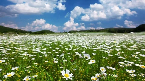 Summer landscape - timelapse Stock Footage 8821799