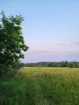 Summer Landscape with Tree and Open Meadow 스톡 사진