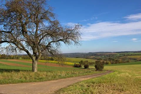 Summer landscape with tree Stock Photos