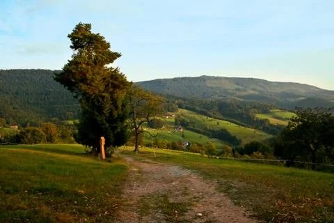 Summer landscape with tree Stock Photos