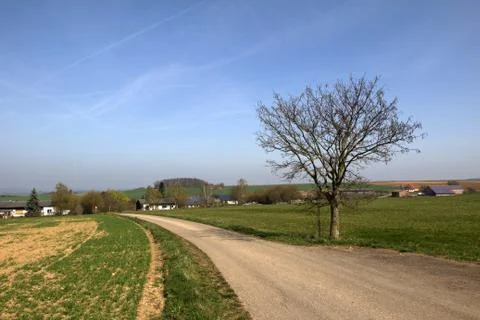 Summer landscape with tree Stock Photos