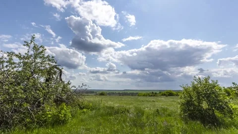 Summer landscape with  trees with blue sky and clouds. Timelapse Video stock 306395289