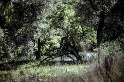 Summer landscape with trees in the forest and a river. Toned. Stock Photos