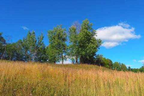 Summer landscape with trees, grass, sky and clouds Stock Photos