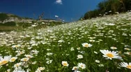 Summer Landscape - Valley With Camomile Flowers Stock Footage
