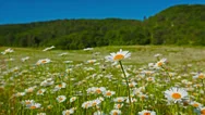 Summer Landscape. Valley With Camomile Flowers. Stock Footage