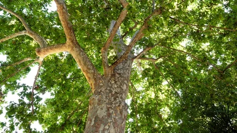 Summer landscape. View of beautiful tree with spreading crown. 4K Video stock 129298919