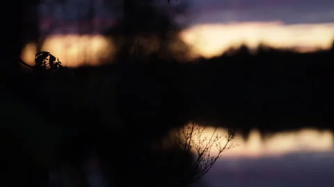 Summer landscape view of a wide river in spring at sunset Stock Footage 274895794