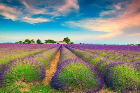 Summer landscape with violet lavender fields in Provence, Valensole, France Stock-Fotos