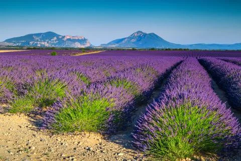 Summer landscape with violet lavender fields in Provence, Valensole, France Stock Photos