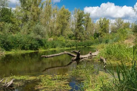 Summer landscape with Vorskla river in  central Ukraine Foto stock
