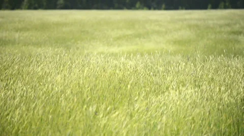 Summer landscape wheat field Stock Footage 29422836