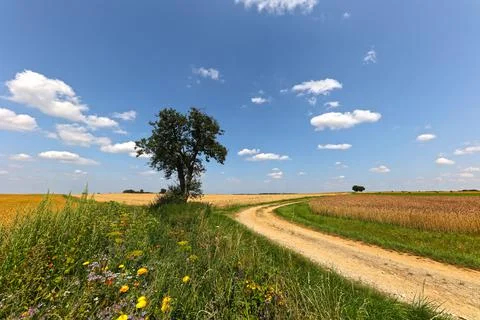 Summer landscape with wheat fields and road Stock Photos