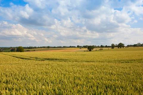 Summer landscape with wheat Stock Photos