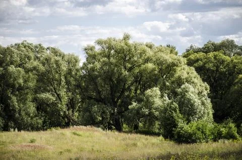Summer landscape with willow trees on a background of blue sky Stock Photos