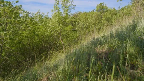 A summer landscape with windy weather. Stock Footage 276799799