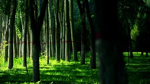 Summer landscaping - irrigation of grass Stock Footage 257875848