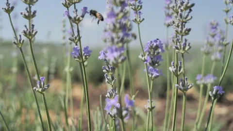 Summer lavender field Stock Footage 137175035
