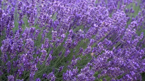 Summer lavender fields Stock Footage 134415735