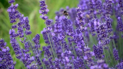Summer lavender fields Stock Footage 134415989