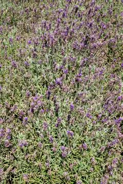 Summer lavender full frame background Stock Photos