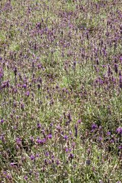 Summer lavender full frame background Stock Photos