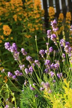 Summer lavender meadow Stock Photos